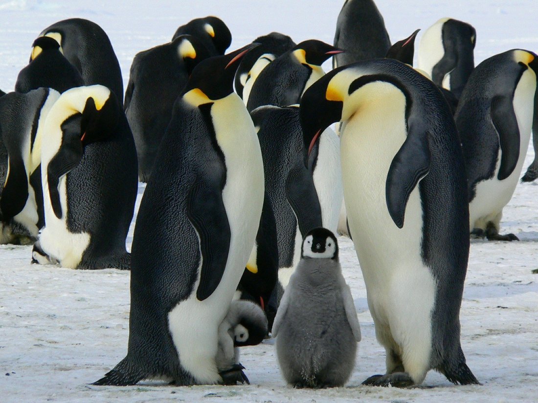 penguins-429128_1920